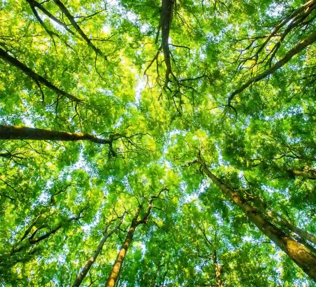 Image of tree canopy shot from bellow
