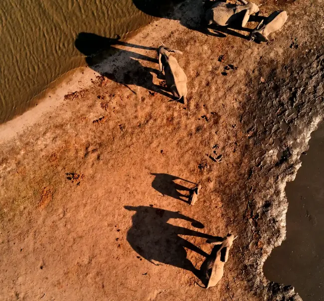 Aerial photograph of a desert schene with elephants